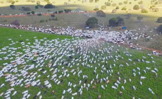 Agropecuária Kehrle alcança 1000 UA´s/ha com pastejo ultradenso 